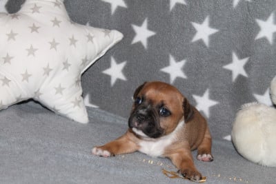 Les chiots de Staffordshire Bull Terrier