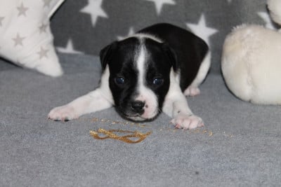 Les chiots de Staffordshire Bull Terrier