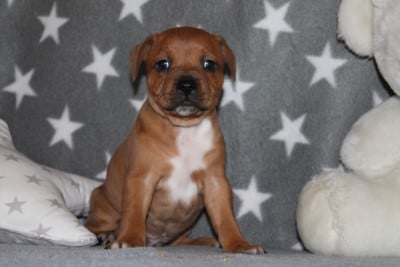 Les chiots de Staffordshire Bull Terrier