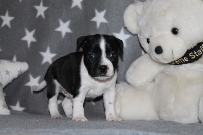 Les chiots de Staffordshire Bull Terrier