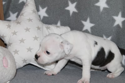 Les chiots de Staffordshire Bull Terrier