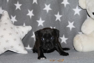 Les chiots de Staffordshire Bull Terrier