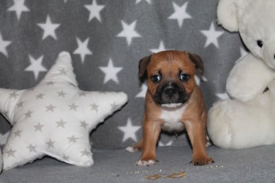 Les chiots de Staffordshire Bull Terrier
