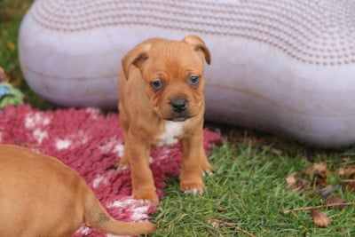 Les chiots de Staffordshire Bull Terrier