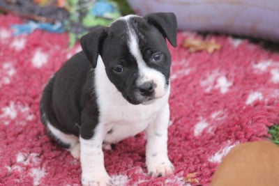 Les chiots de Staffordshire Bull Terrier