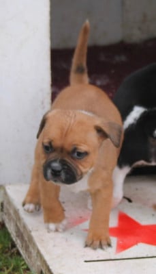 Les chiots de Staffordshire Bull Terrier