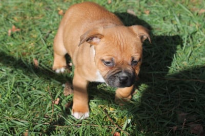 Les chiots de Staffordshire Bull Terrier
