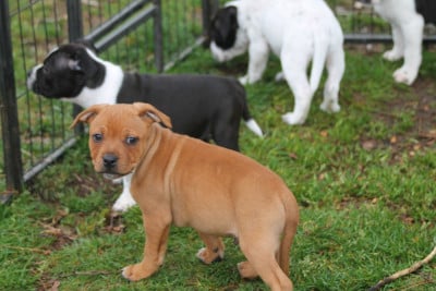 Les chiots de Staffordshire Bull Terrier