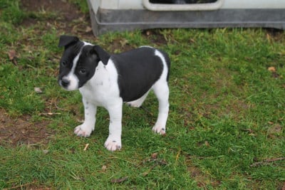 Les chiots de Staffordshire Bull Terrier