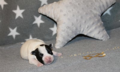 Les chiots de Staffordshire Bull Terrier