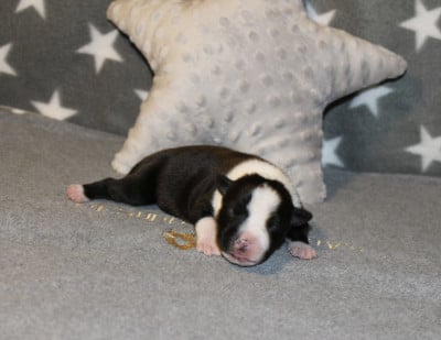 Les chiots de Staffordshire Bull Terrier