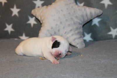 Les chiots de Staffordshire Bull Terrier