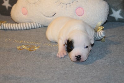 Les chiots de Staffordshire Bull Terrier