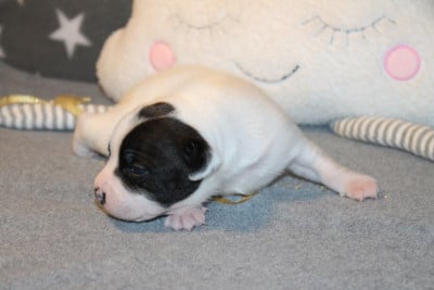 Les chiots de Staffordshire Bull Terrier