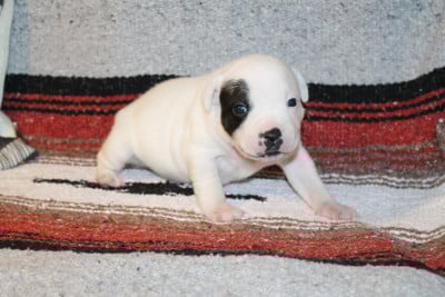 Les chiots de Staffordshire Bull Terrier