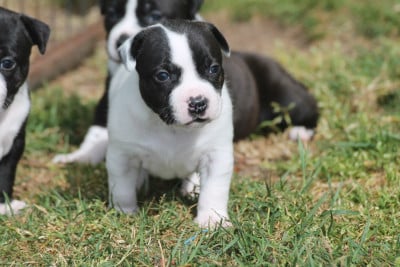 Les chiots de Staffordshire Bull Terrier