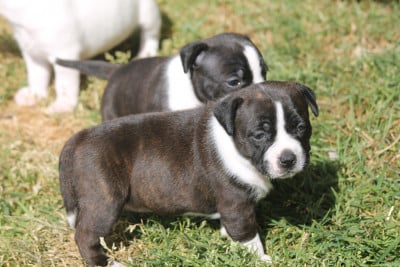 Les chiots de Staffordshire Bull Terrier