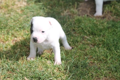 Les chiots de Staffordshire Bull Terrier