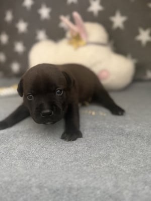 Les chiots de Staffordshire Bull Terrier