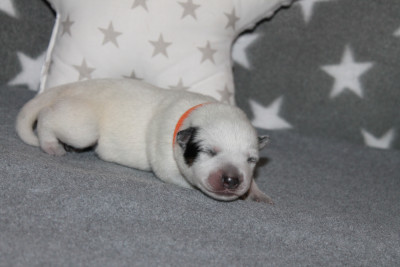 Les chiots de Bouvier australien