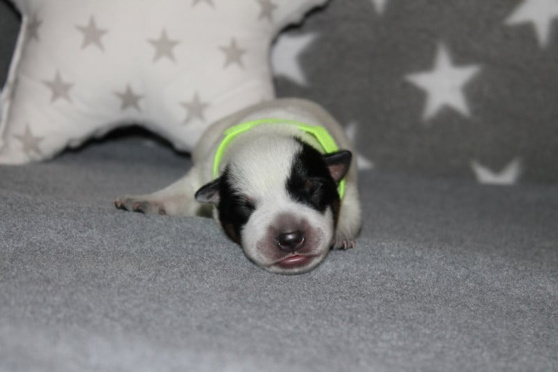 Bouvier australien - Of Suprême Staffy's