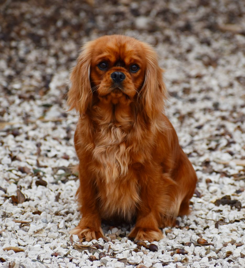 Publication : Du Castel Des Petits Coeurs