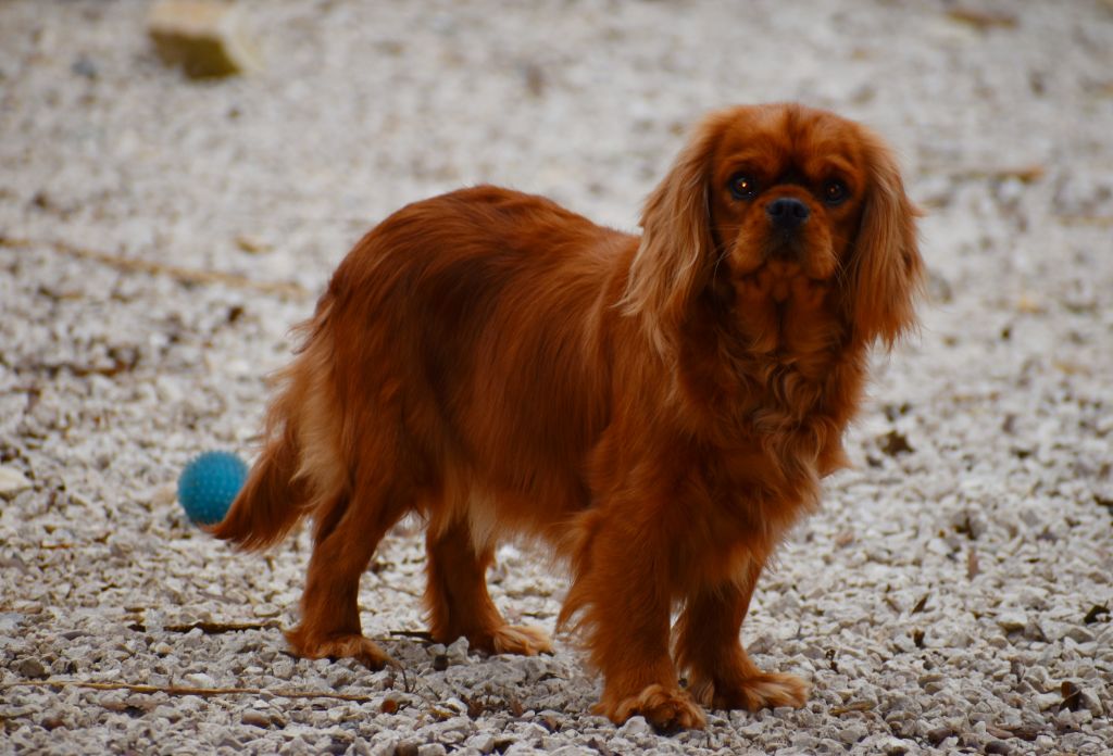 Publication : Du Castel Des Petits Coeurs