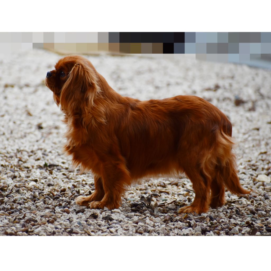 Publication : Du Castel Des Petits Coeurs