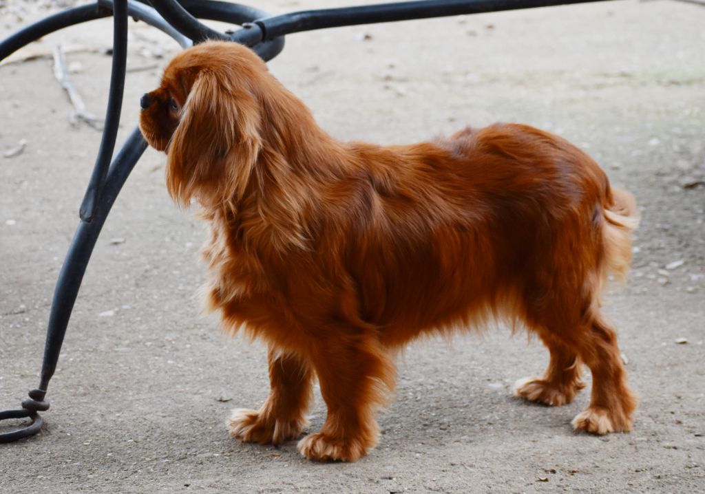 Publication : Du Castel Des Petits Coeurs