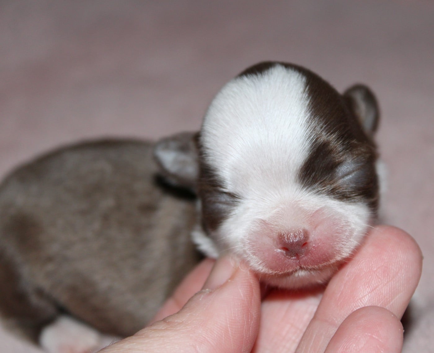 Chocolat et blanc - Chihuahua