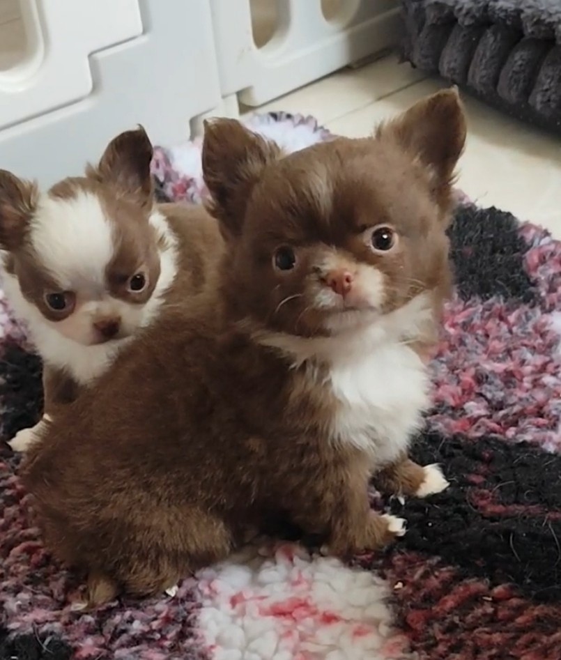 A love You - Chihuahua