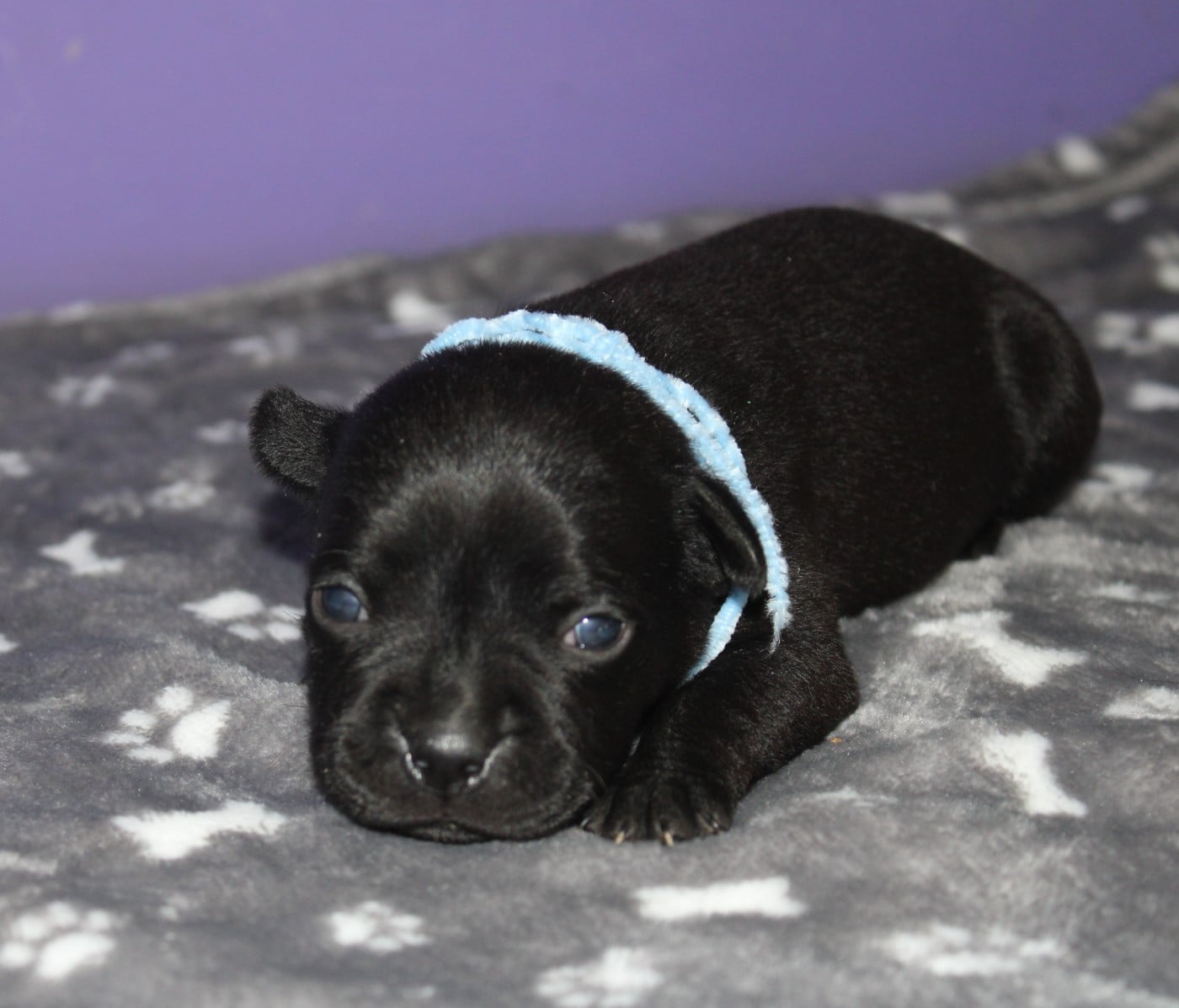 Chiot N°1 - Staffordshire Bull Terrier