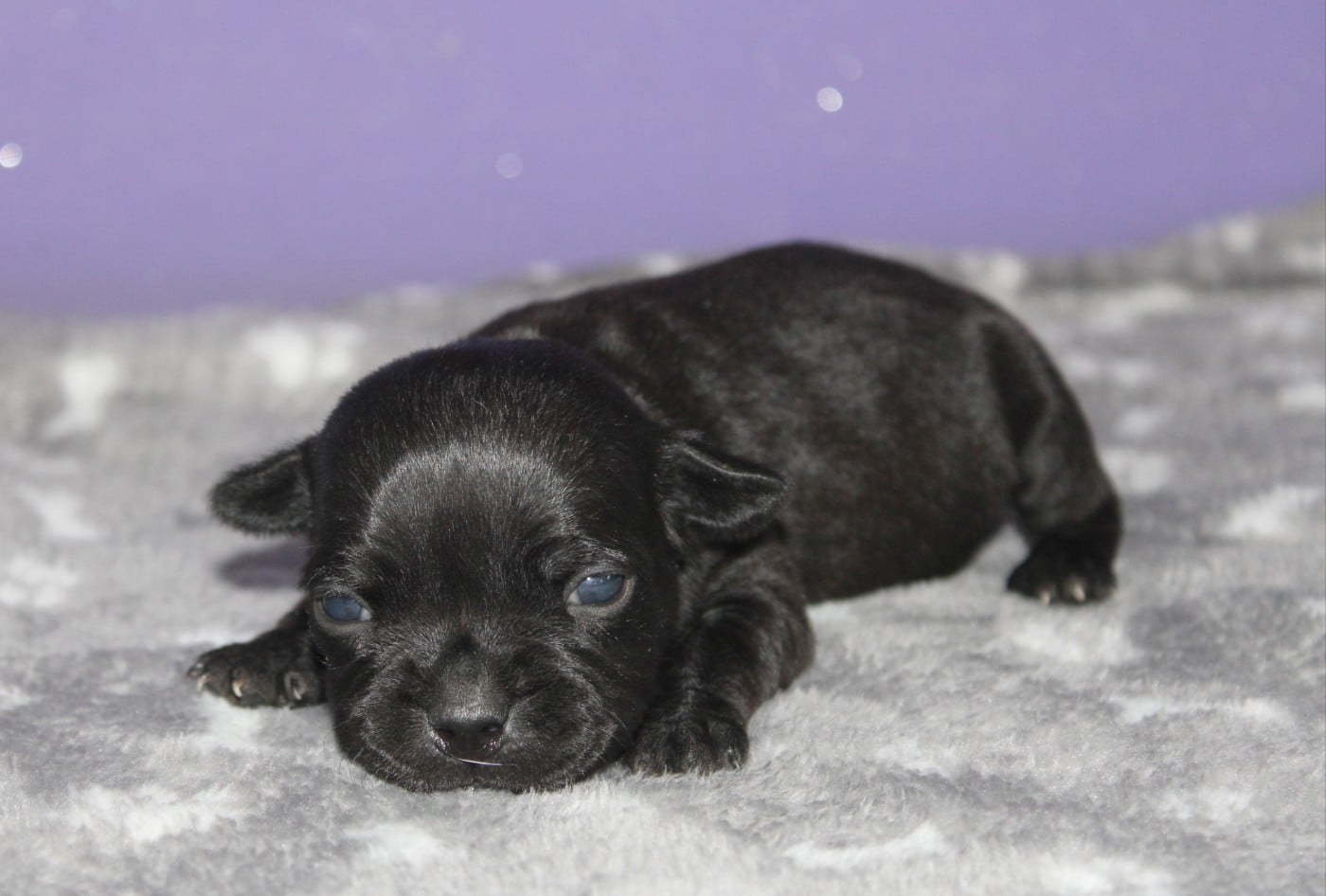 Femelles sans collier - Staffordshire Bull Terrier