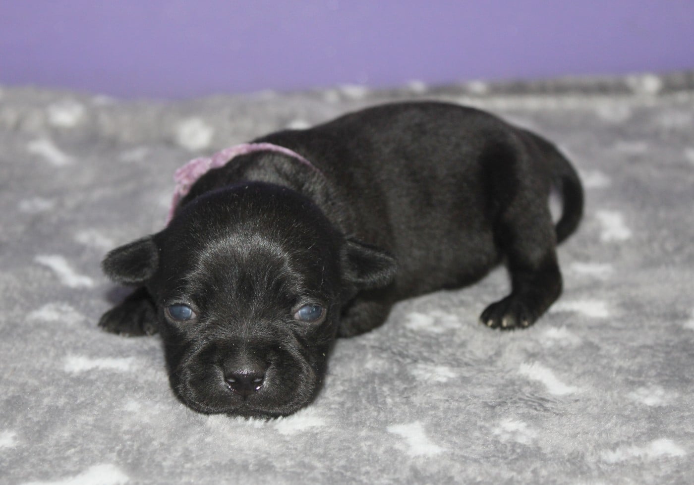 Femelle collier violet - Staffordshire Bull Terrier