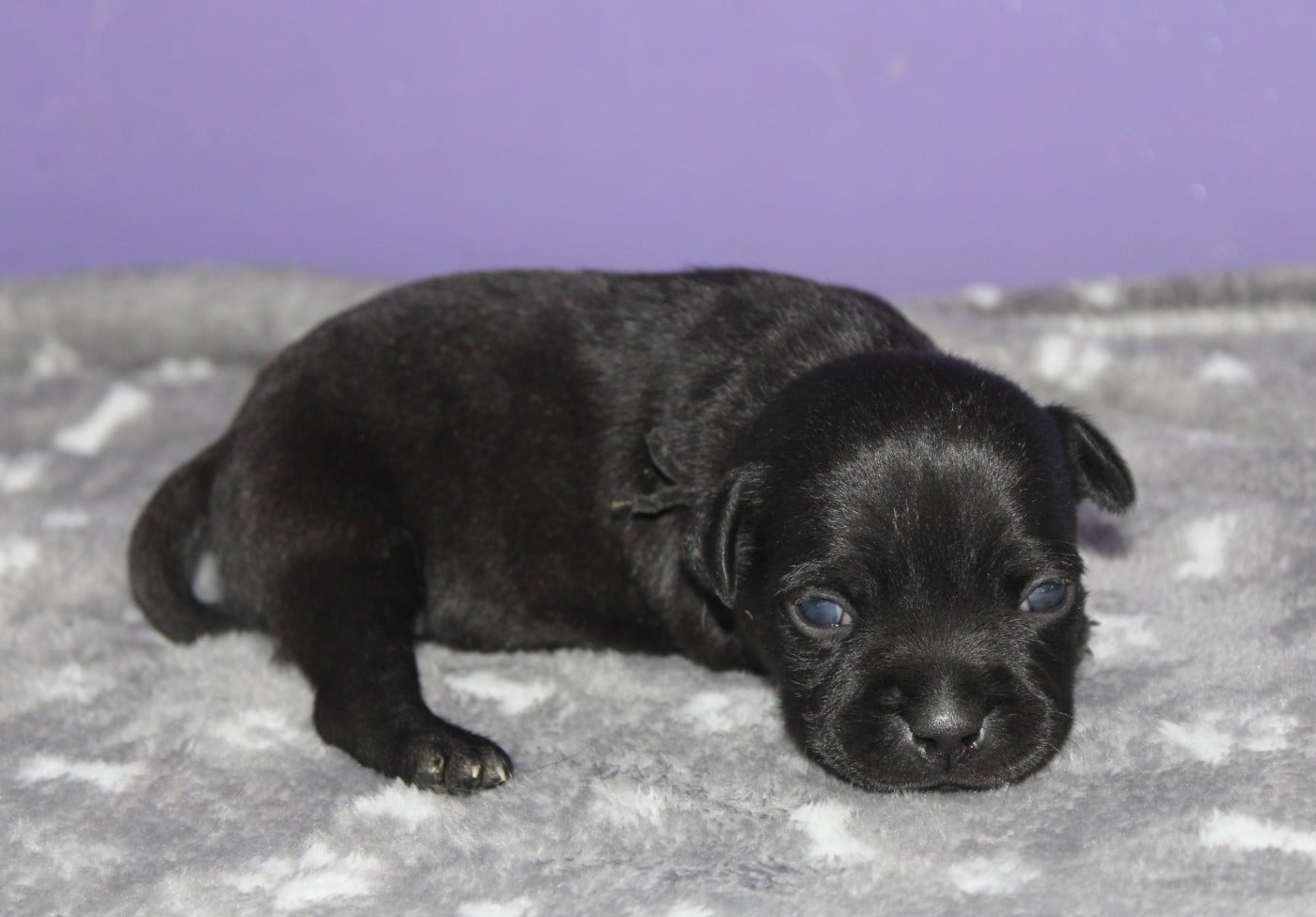 Femelle collier noire - Staffordshire Bull Terrier