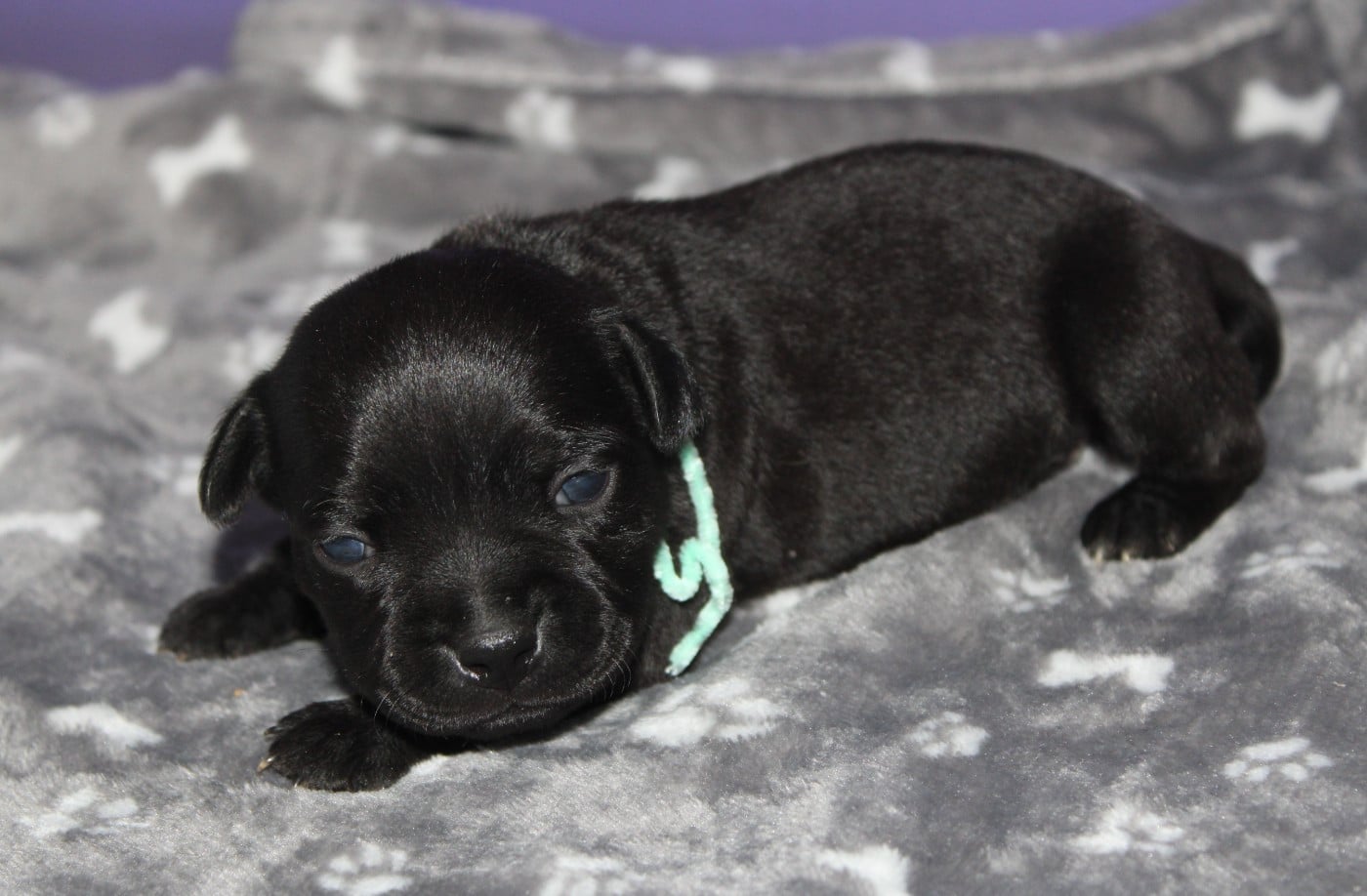 Chiot N°5 - Staffordshire Bull Terrier