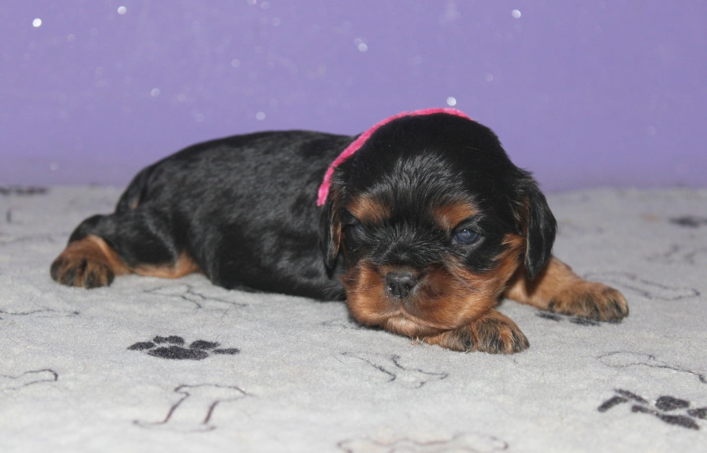 Noir feu - Cavalier King Charles Spaniel