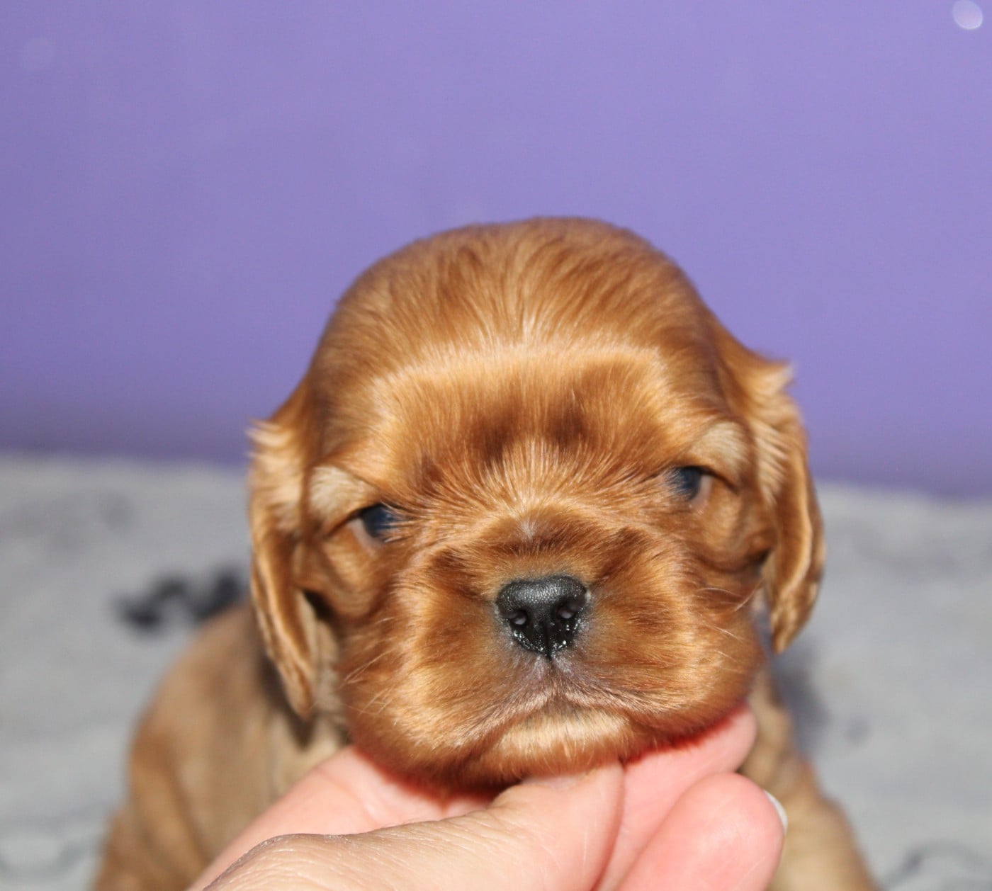 Noir feu - Cavalier King Charles Spaniel