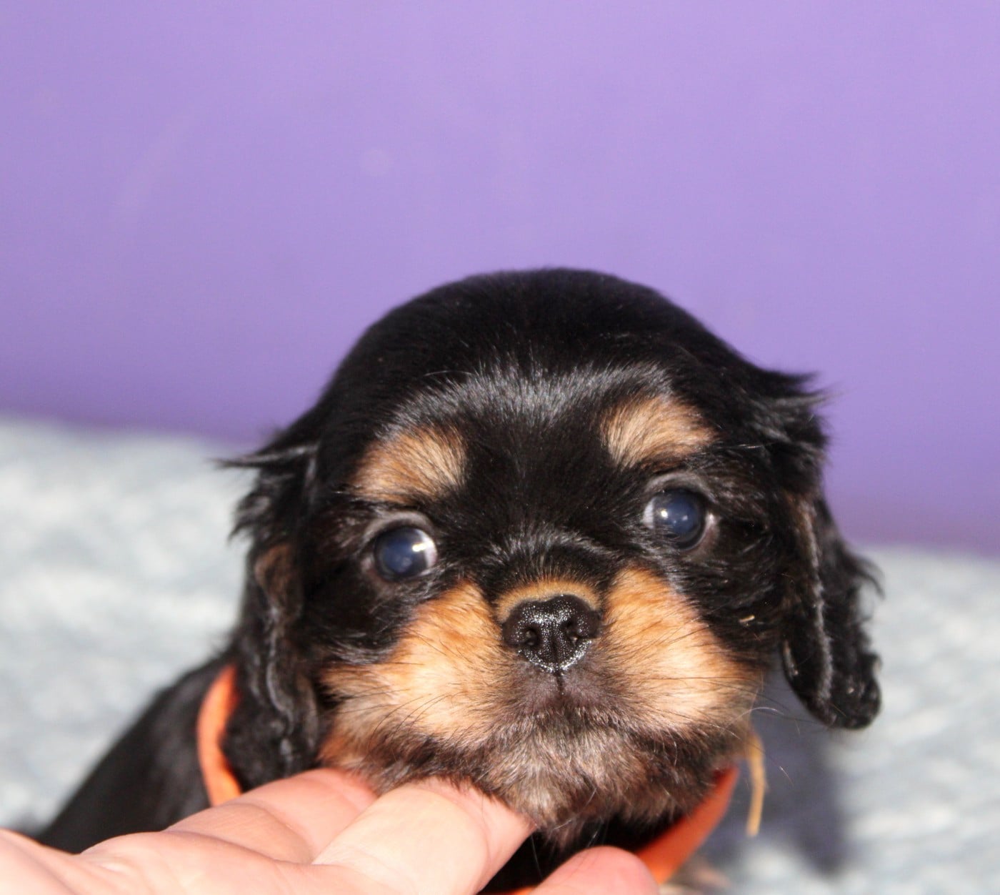 Noir feu - Cavalier King Charles Spaniel