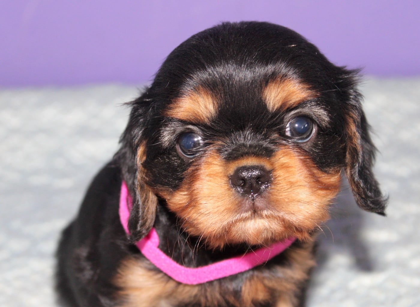 Noir feu - Cavalier King Charles Spaniel