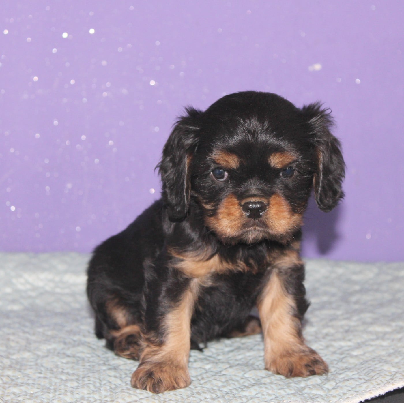 Noir feu - Cavalier King Charles Spaniel