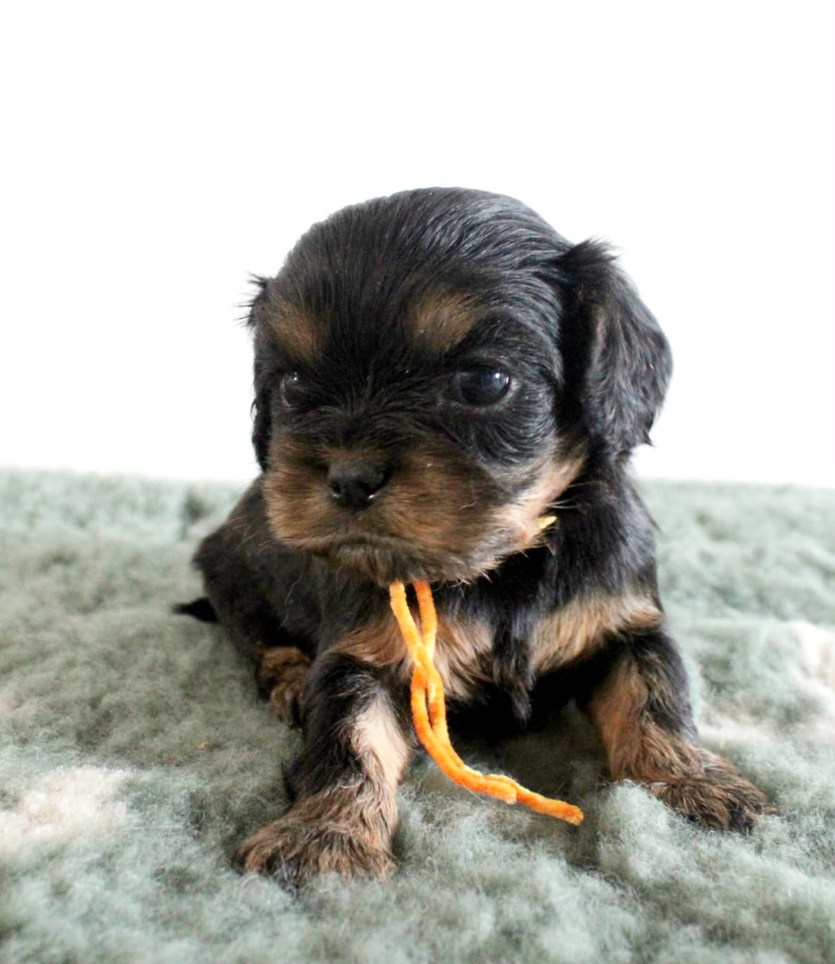 Chiot N°3 - Cavalier King Charles Spaniel