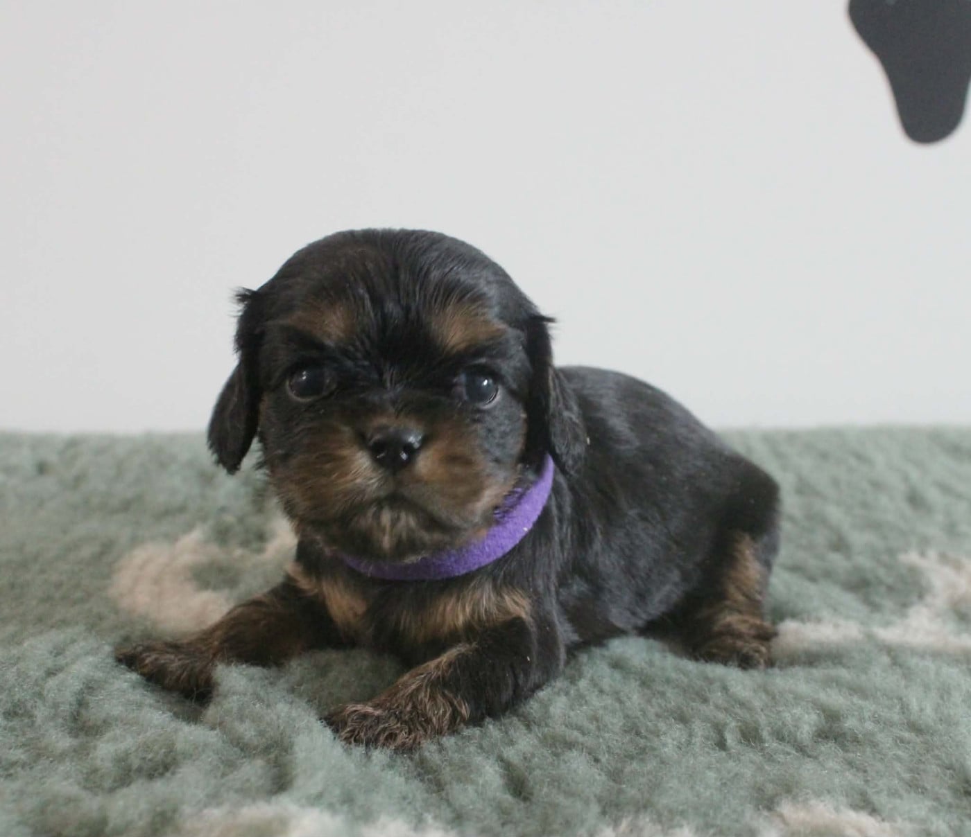 Chiot N°6 - Cavalier King Charles Spaniel