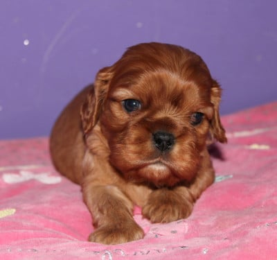 Les chiots de Cavalier King Charles Spaniel