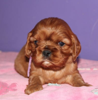 Les chiots de Cavalier King Charles Spaniel