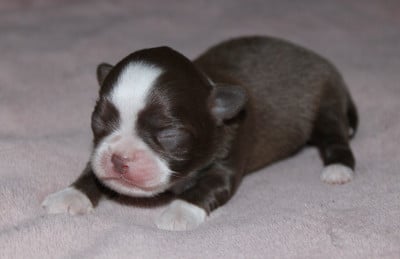 Les chiots de Chihuahua