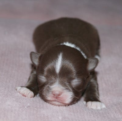 Les chiots de Chihuahua