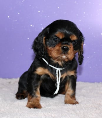 Les chiots de Cavalier King Charles Spaniel
