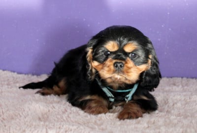 Les chiots de Cavalier King Charles Spaniel