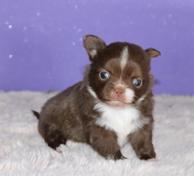 Les chiots de Chihuahua